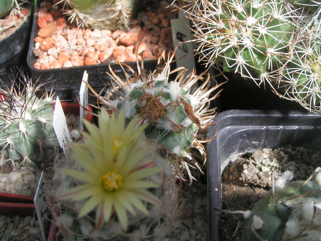 Turbinicarpus krainzianus var. minor